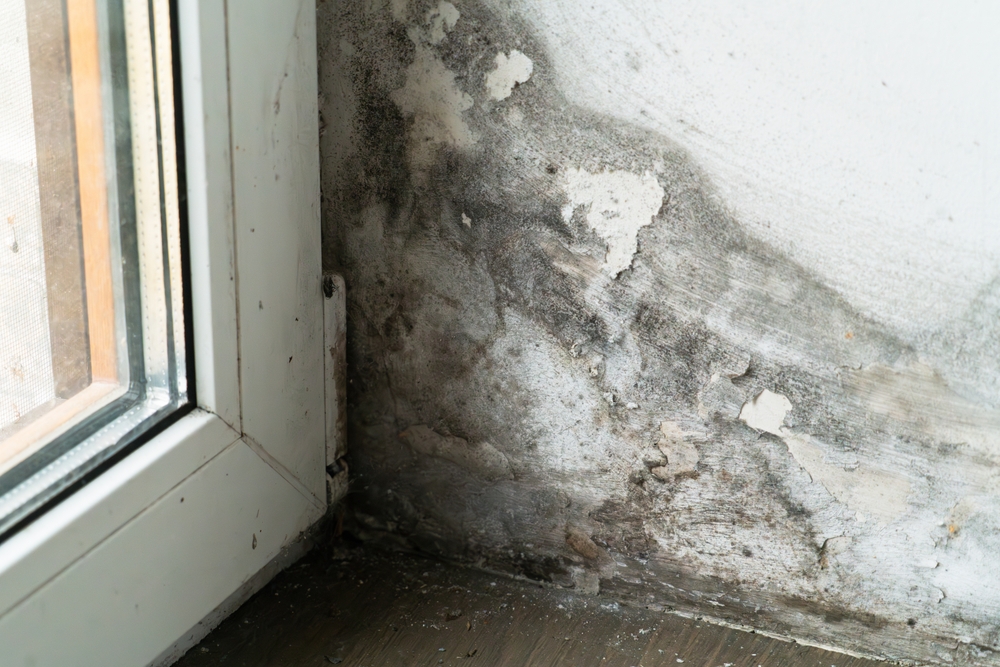 Mold inspection services in Jacksonville, FL